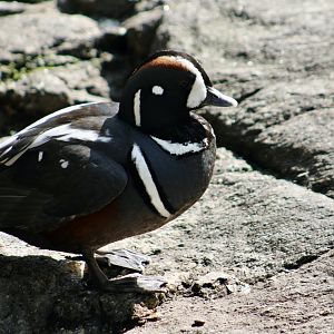 Harlequin Duck (Histrionicus histrionicus)