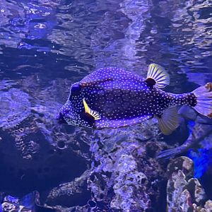 Cowfish ID