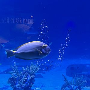 Surgeonfish ID