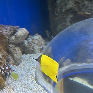Butterflyfish ID