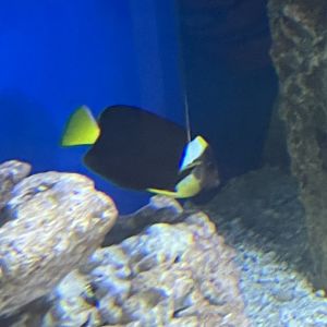 Angelfish ID