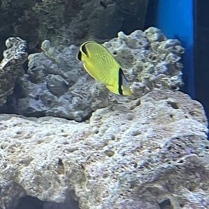 Butterflyfish ID