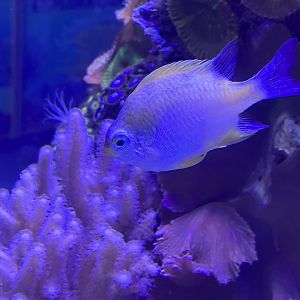 Damselfish ID