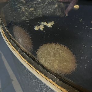 Sea urchin ID