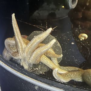 Sea star ID