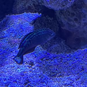 Wrasse ID