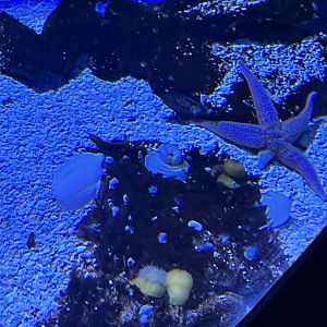 Various invertebrate IDs needed