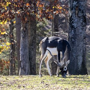 Blackbuck
