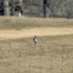 Eastern Bluebird