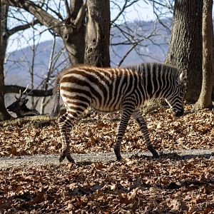 Zebra Foal