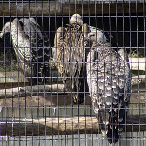 Ruppell's Vulture