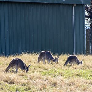 Red Kangaroos