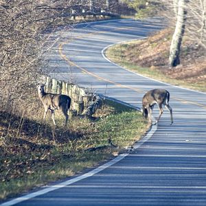 Whitetail Deer - Virginia