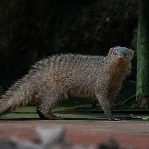 Banded mongoose