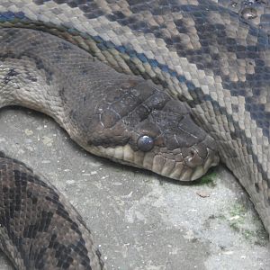 Scrub Python