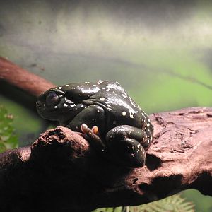 Magnificent Tree-Frog