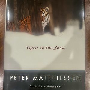 Tigers in the Snow