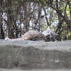 Canada Lynx