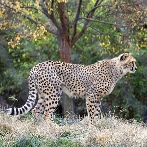 Cheetah