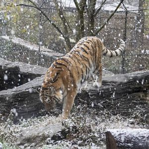 Amur Tiger