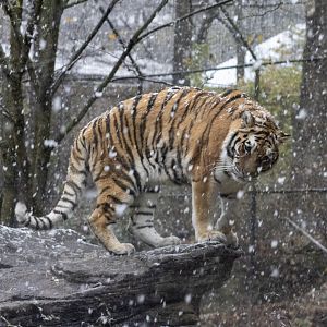 Amur Tiger