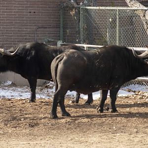 Cape Buffalo