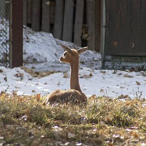 Gerenuk