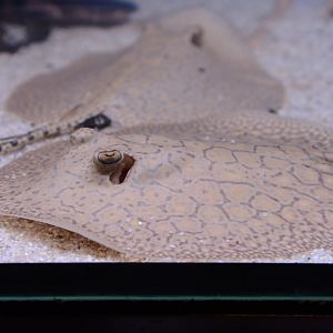 Raspy river stingray (Potamotrygon scobina)