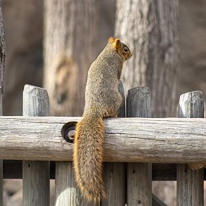 Fox Squirrel