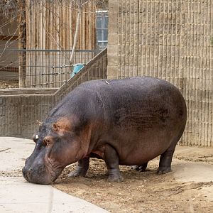 Hippopotamus