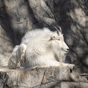 Mountain Goat