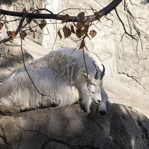 Mountain Goat