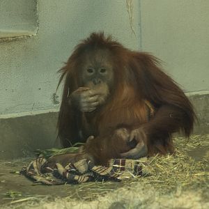 Orangutan