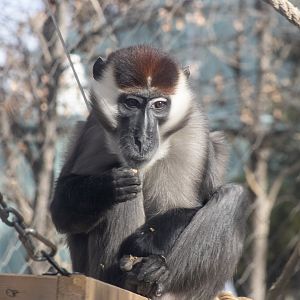 Red-capped Mangabey