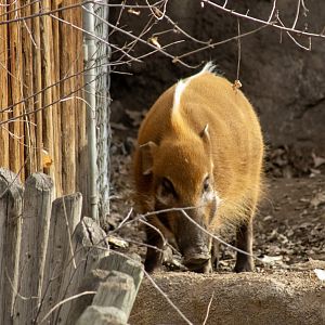 Red River Hog