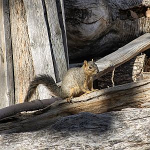 Fox Squirrel