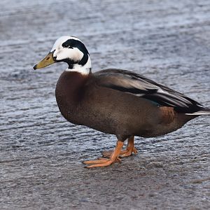 Mallard x Common Eider at Seahouses Harbour, 7th April 2024