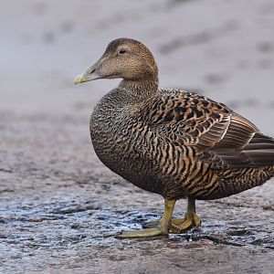 Common Eider (Female) at Seahouses Harbour, 7th April 2024