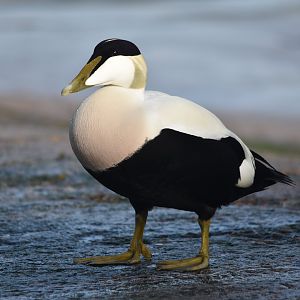 Common Eider (Male) at Seahouses Harbour, 7th April 2024