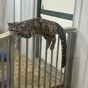 Mar. 2024- Clouded leopard