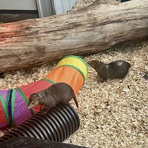 Mar. 2024- Common cusimanses