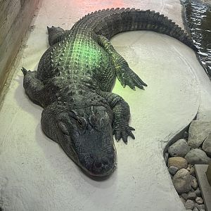 Mar. 2024- American alligator