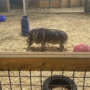 Mar. 2024- Common warthog