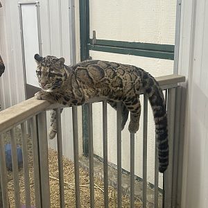 Mar. 2024- Clouded leopard