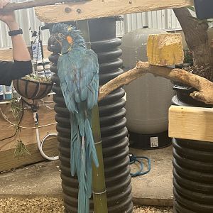 Mar. 2024- Blue-throated macaw