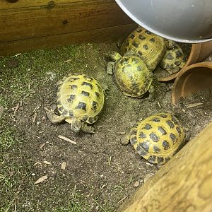 Mar. 2024- Russian tortoises