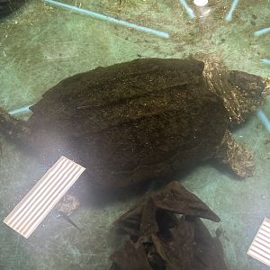 Mar. 2024- Alligator snapping turtle