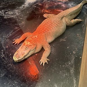 Mar. 2024- Albino American alligator