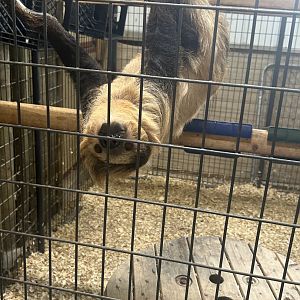 Mar. 2024- Linnaeus’s two-toed sloth