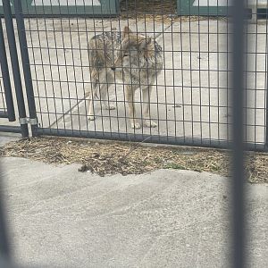 Mar. 2024- Coyote